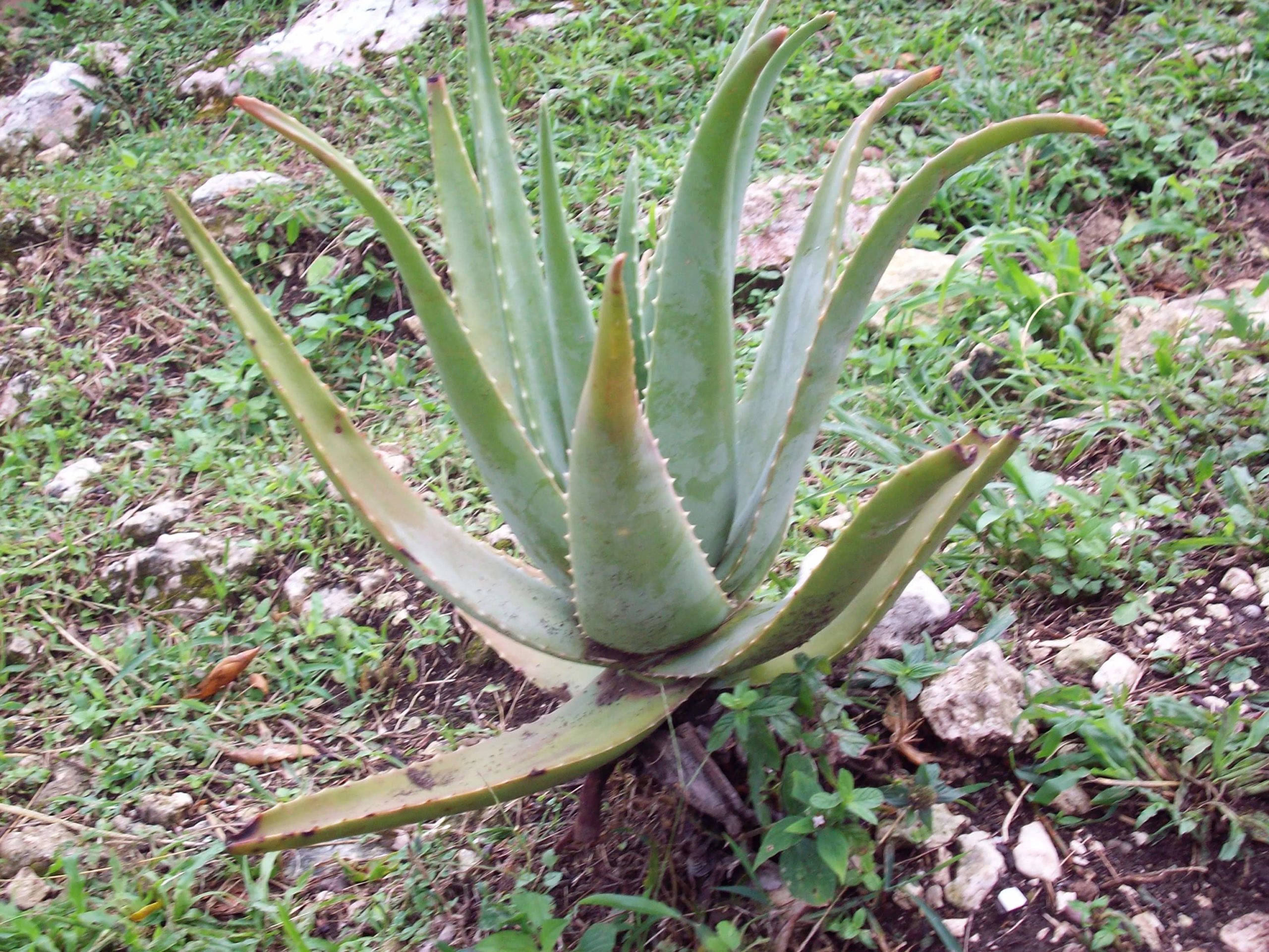 wild aloe plant