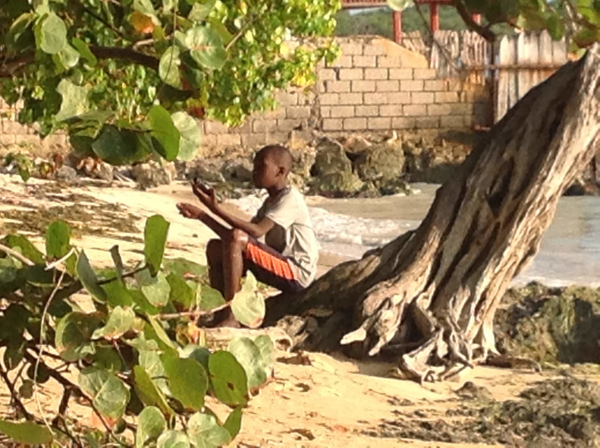 A boy sits on the roots of a tree growing on the beach