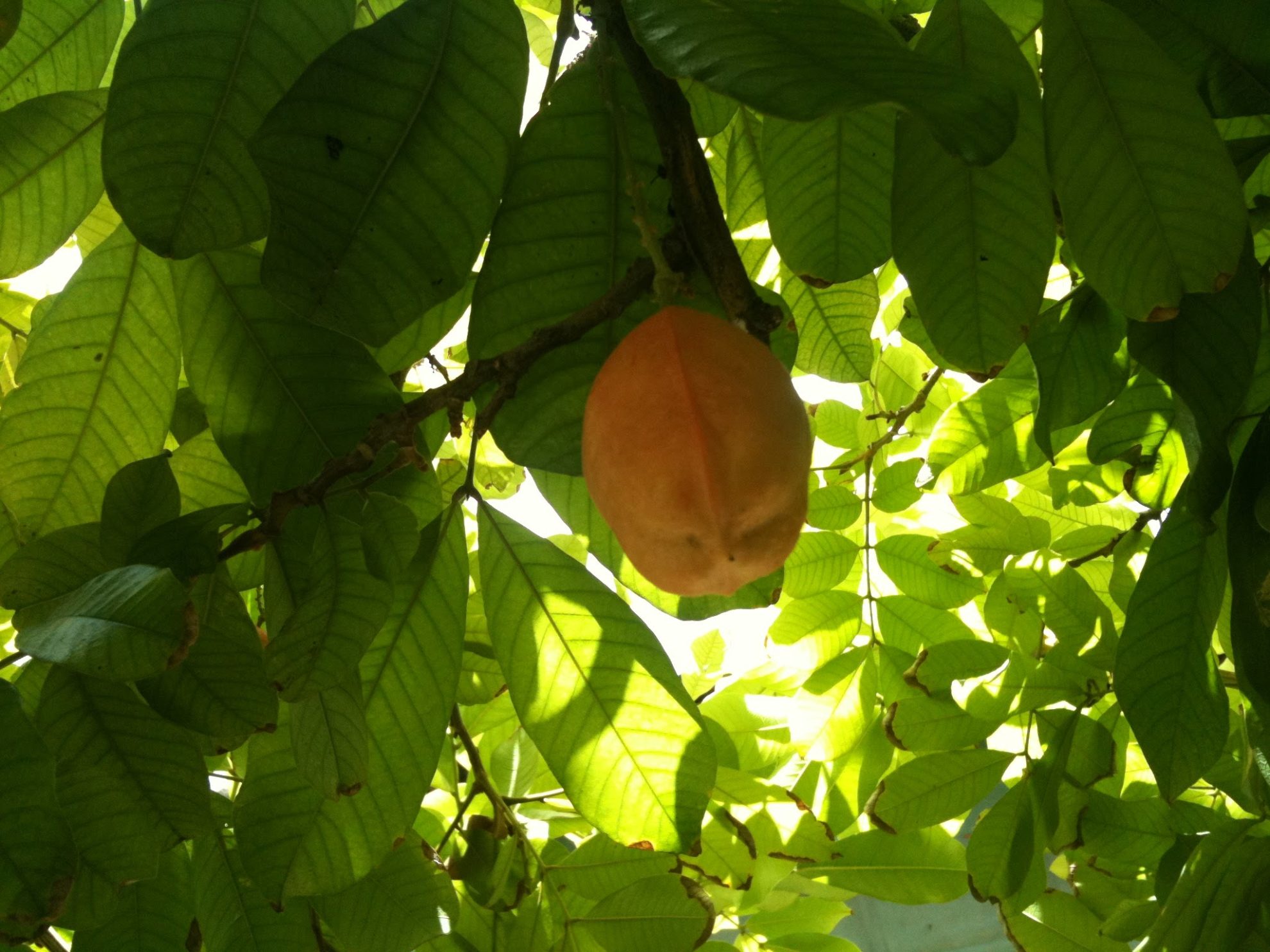 An orange grows ripe on the underside of a brilliant green canopy