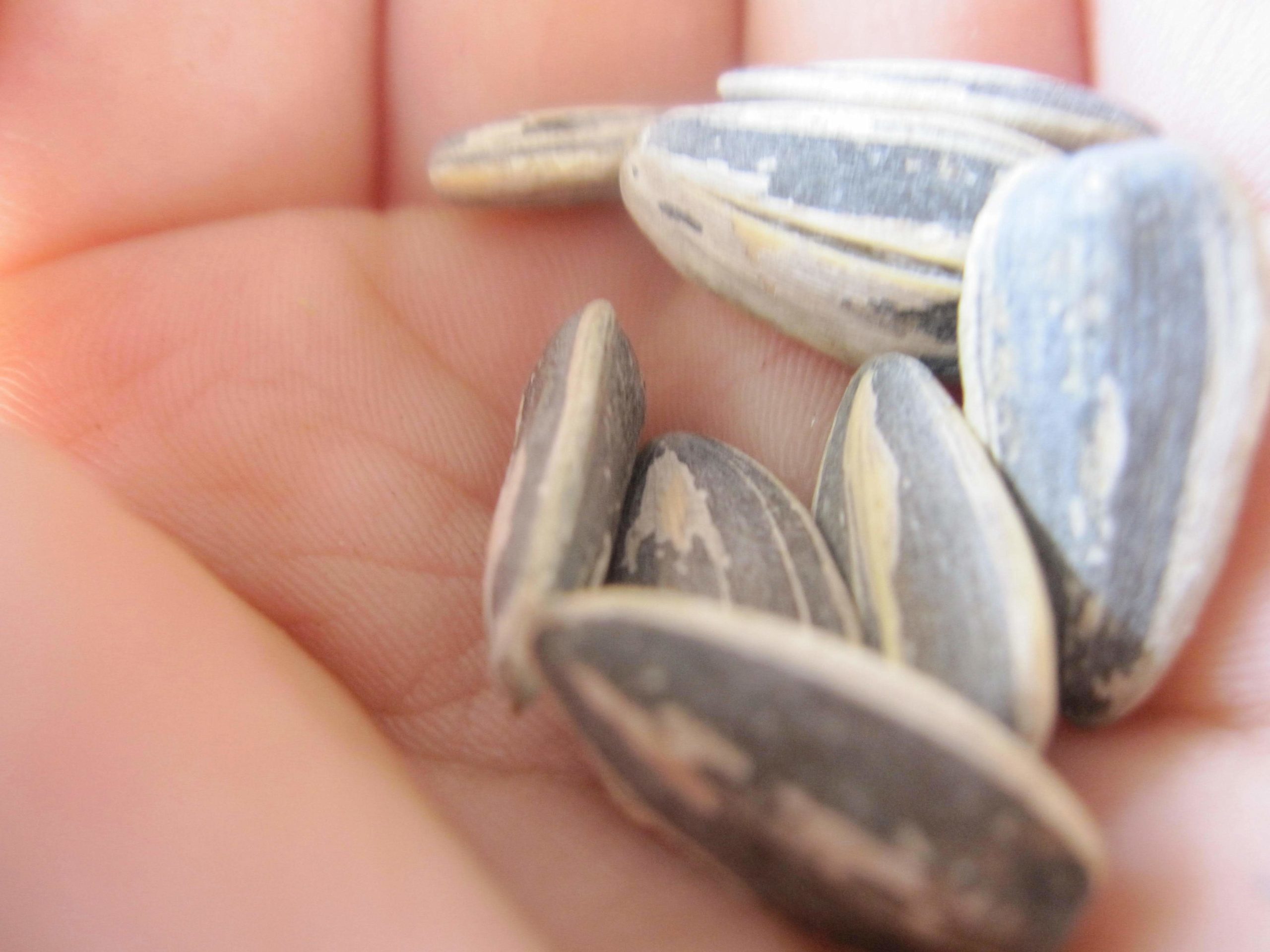 Seeds held in the palm of a hand