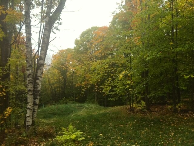 Vermont woodlands